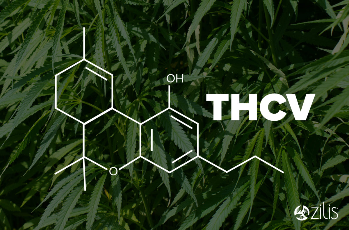 Benefits Of Cannabinoids – Zilis Blog