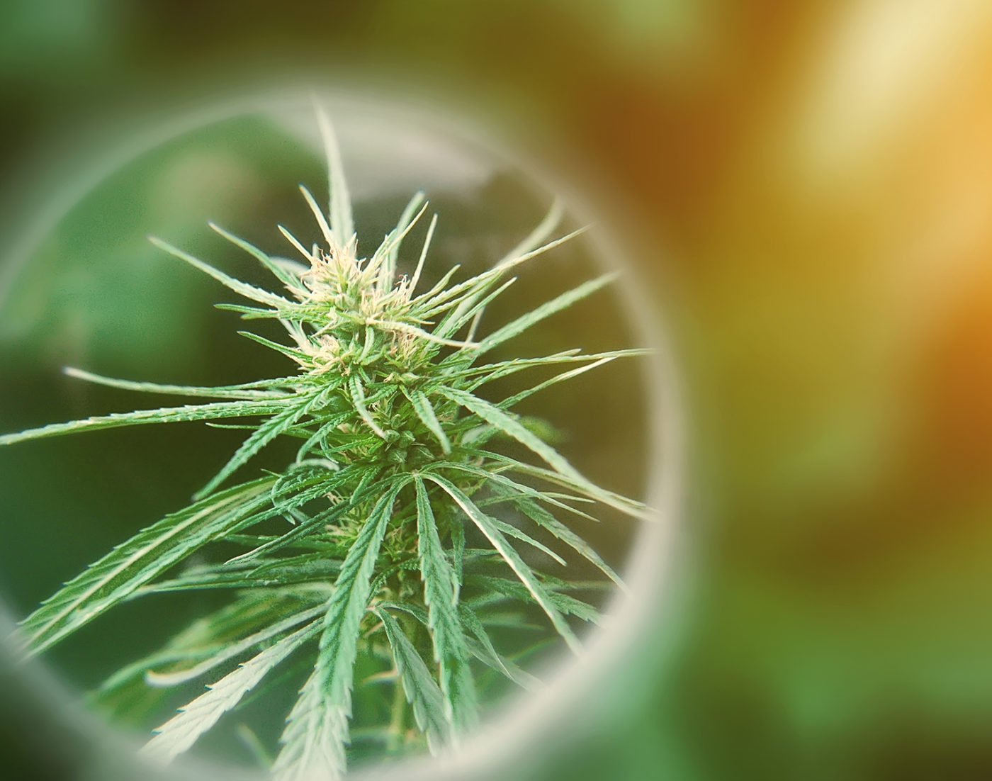 The Major Role for Minor Cannabinoids