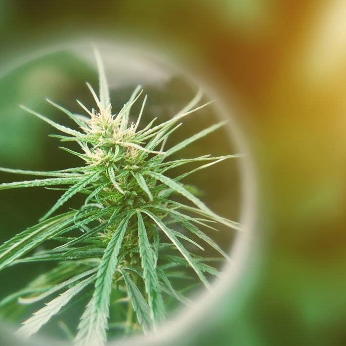 The Major Role for Minor Cannabinoids